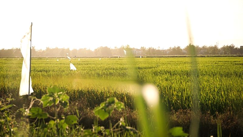 Hành trình khám phá làng quê Hội An bắt đầu với khung cảnh đồng nội xanh mát, gió thoang thoảng mùi lúa non.