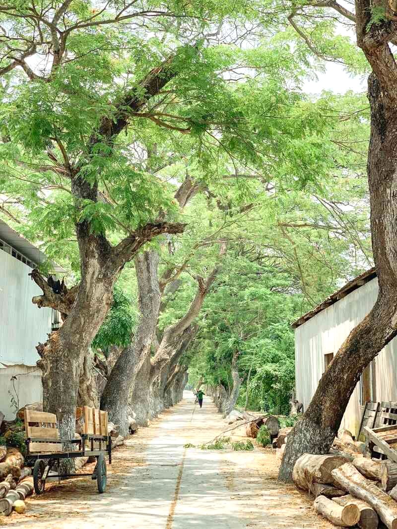 Hàng cây còng xanh biếc tô điểm nét thanh tao, trang nhã cho con đường vào chùa.