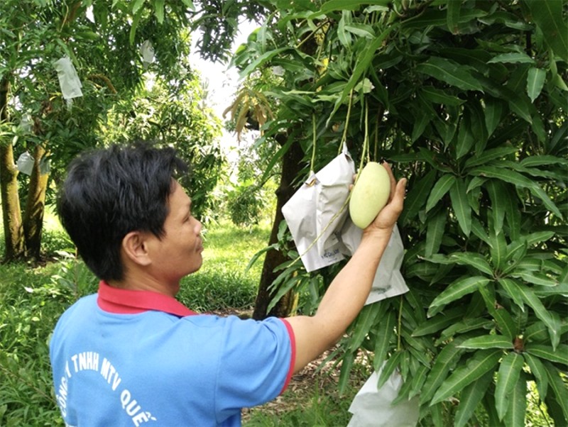 Xoài cát núm: Chịu hạn, lợi nhuận cao cho bà con vùng khô hạn. (Ảnh: Báo Nông Nghiệp)