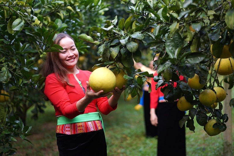 Bưởi nặng 1,2-1,4kg, chắc thịt.