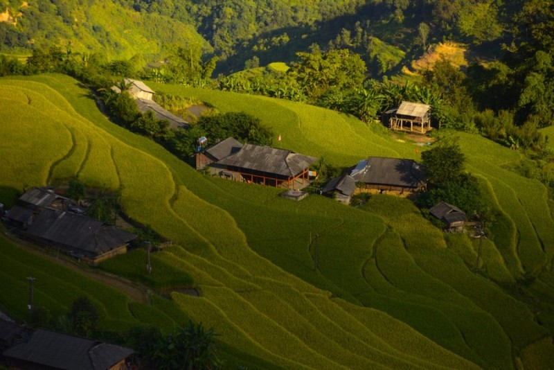 Hoàng Su Phì: Vàng lúa quyện xanh non, thanh tao nhẹ nhàng.