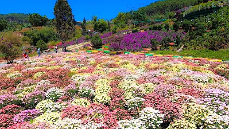 Cánh đồng hoa rực rỡ sắc màu, thu hút bướm, lavender, thạch thảo, ngọc hân, mao địa hoàng, phong lữ,...