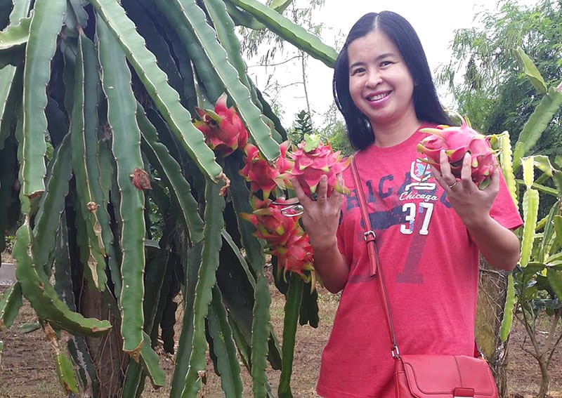 Tây Nam Bộ trù phú với vườn cây ăn trái quanh năm, mời bạn đến tham quan, hái và thưởng thức trái cây ngọt ngào tại vườn.