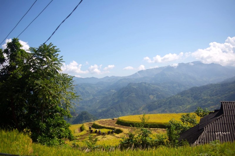 Hoàng Su Phì: Thửa ruộng bậc thang hình mâm xôi.