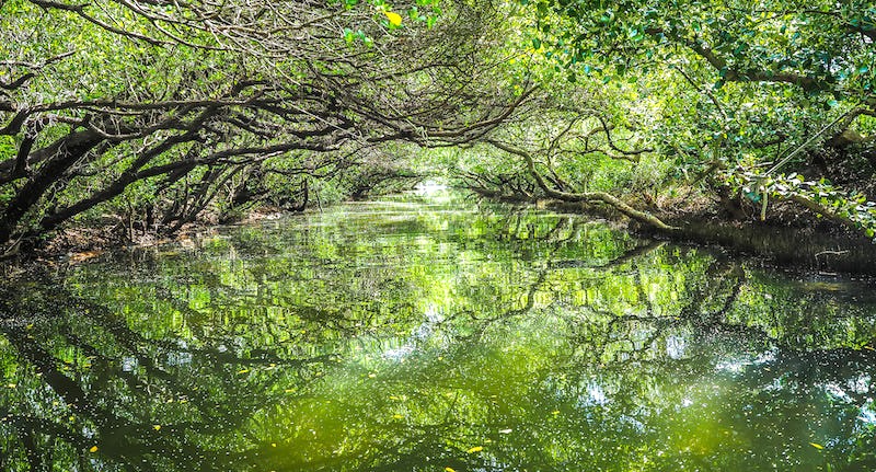 Kênh Sicao Green - Ngập mặn tự nhiên