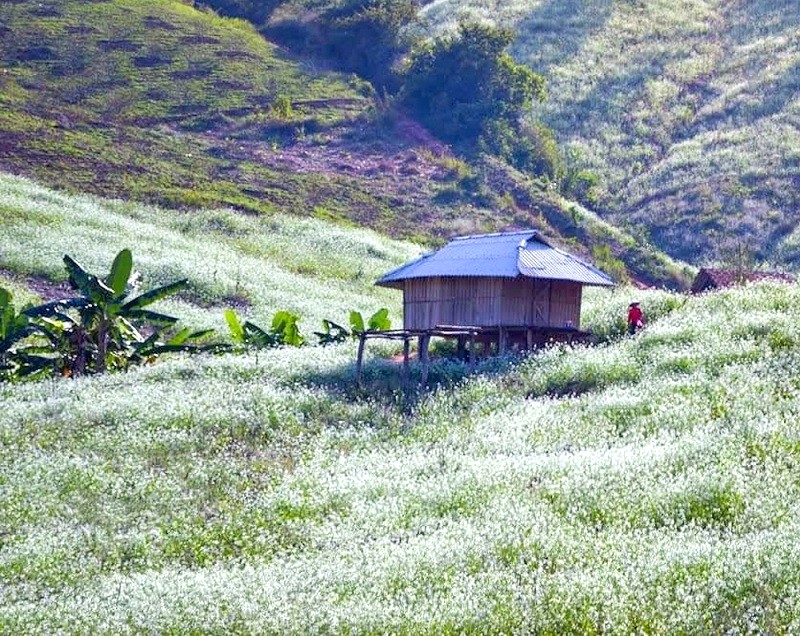 Bản Thung Cuông đẹp thơ mộng với ruộng cải trắng tinh khôi.