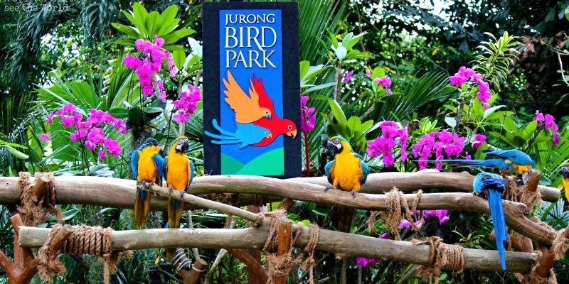 Jurong Bird Park: Hơn 9000 cá thể chim từ 600 loài, trải nghiệm tuyệt vời cho bạn!