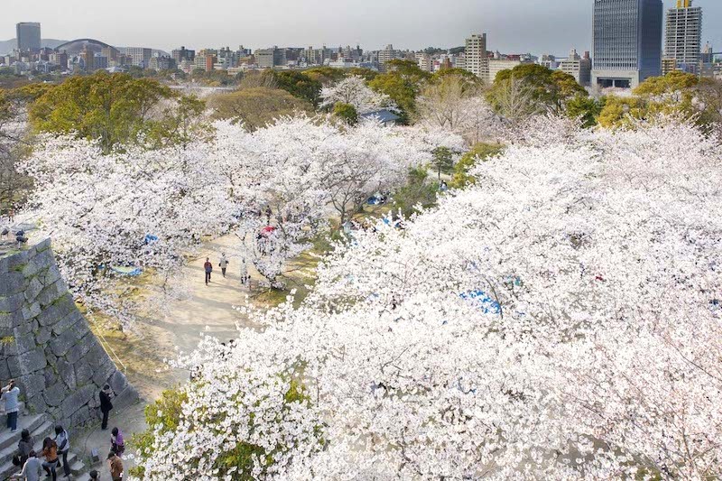 Kyushu: Hoa anh đào rực rỡ.