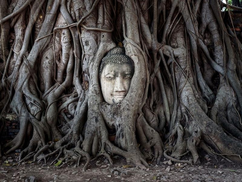 Wat Phra Mahathat: Nơi đầu Phật ẩn mình trong rễ đa linh thiêng.