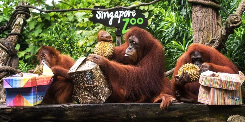 Singapore Zoo: Nổi tiếng với quy mô lớn và vẻ đẹp bậc nhất thế giới.