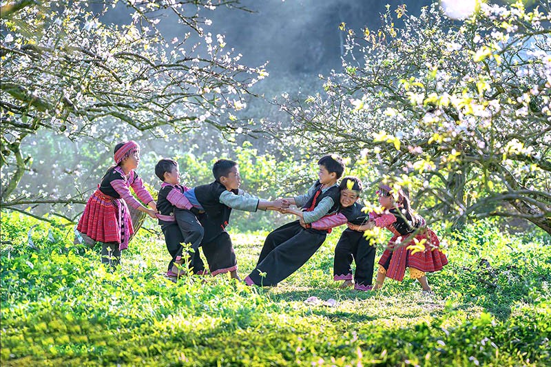 Mộc Châu mùa xuân: Rừng hoa bạt ngàn.