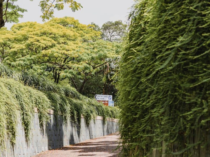 Bóng cây rợp mát, nét đặc trưng Fort Canning. (Ảnh: Joshua Tsu)