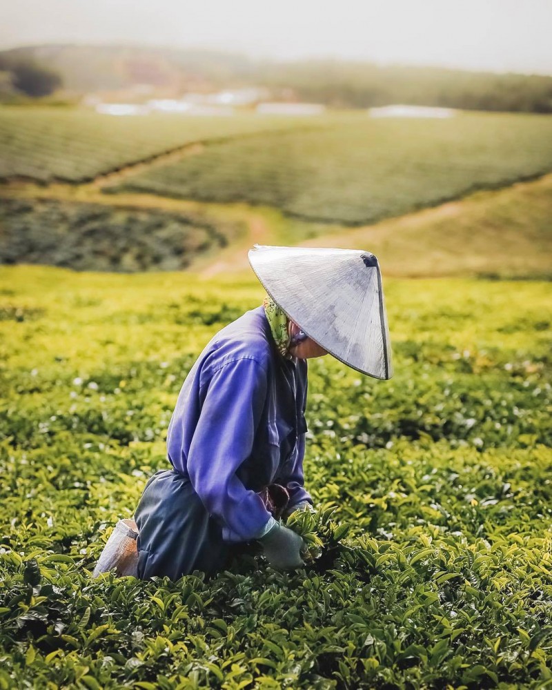 Cầu Đất Farm mùa thu hoạch thơ mộng, mỗi năm cung cấp hơn 1000 tấn trà tươi cho thị trường cả nước.