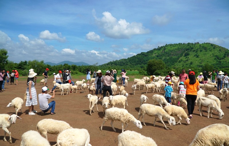 Nông trại Cừu - điểm đến lý tưởng cho chuyến cắm trại Vũng Tàu 2N1Đ!