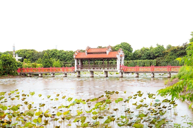 Hồ sen rộng lớn tại Trường Thành Farm.