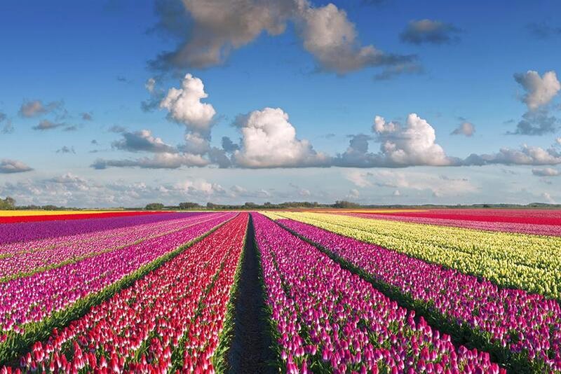 Vườn hoa Keukenhof, điểm đến yêu thích của du khách khi đến Amsterdam.