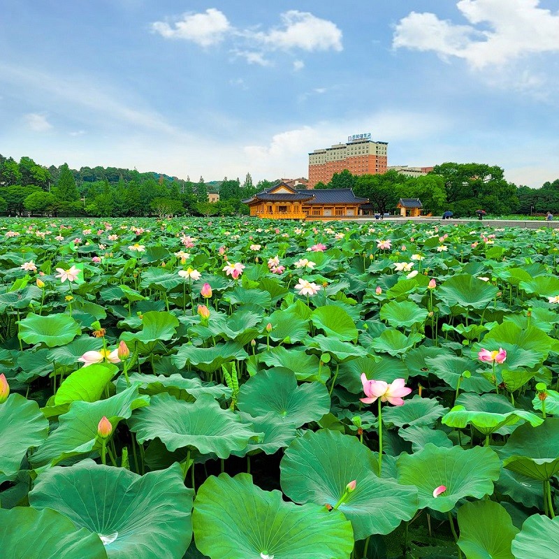 Mùa sen nở, khung cảnh nơi đây lãng mạn vô cùng!