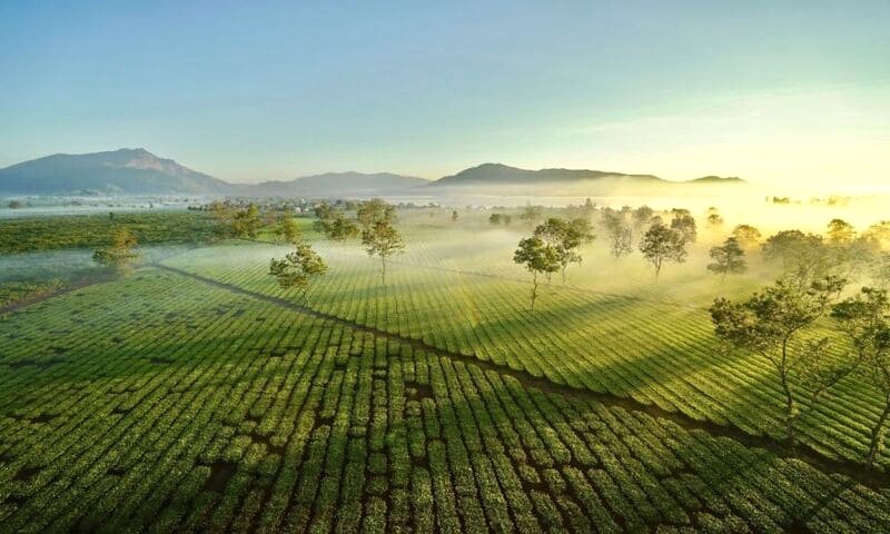 Biển Hồ Chè thơ mộng giữa đồng xanh.