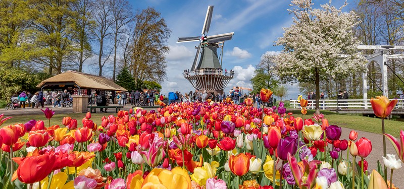 Ngắm tulip rực rỡ tại Keukenhof!