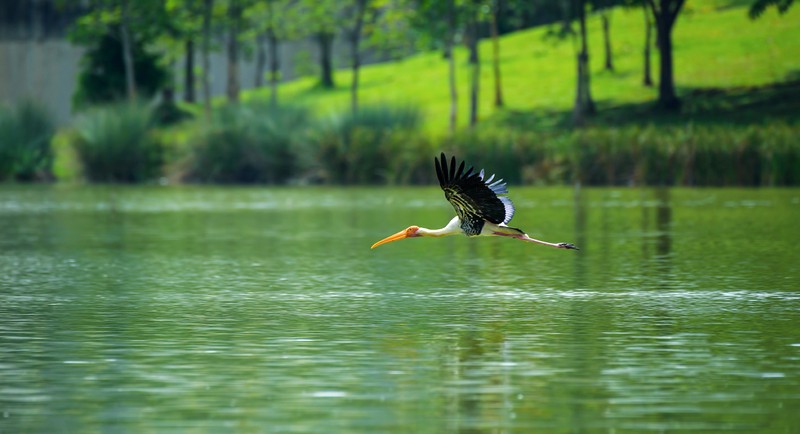 Công viên Taman Wetland: vẻ đẹp yên bình, nhẹ nhàng.