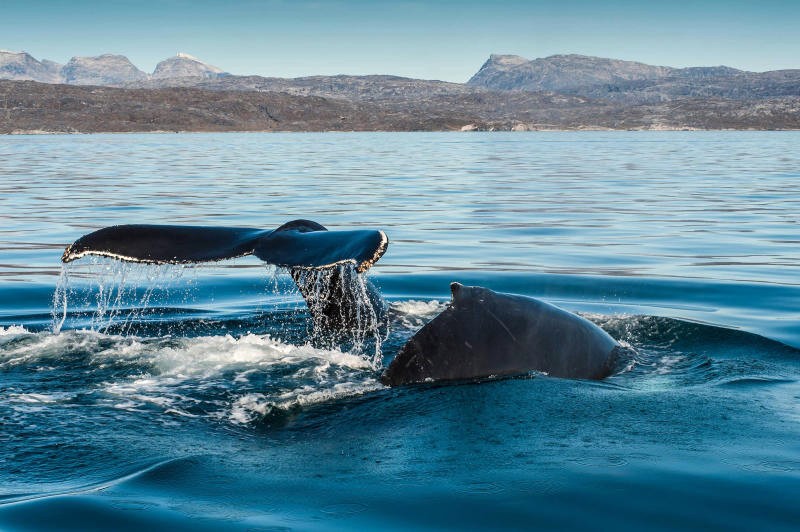 Ngắm nhìn cá voi rõ nét tại Greenland.