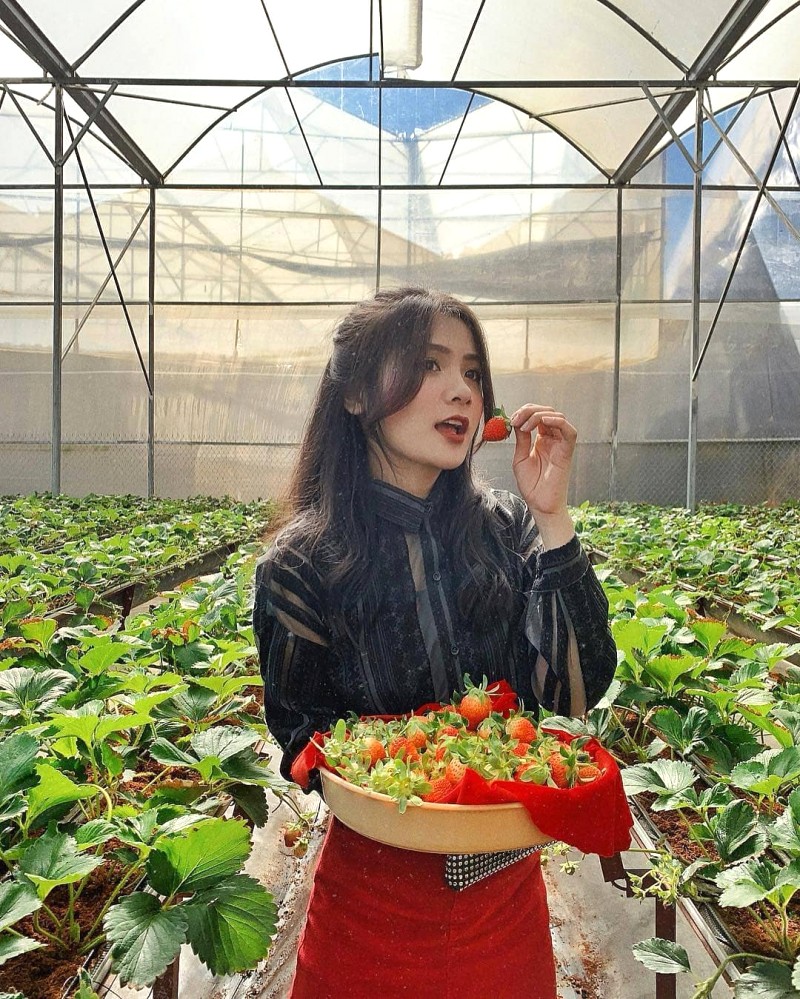 Sống ảo thả ga tại vườn dâu Đà Lạt! 🍓📸