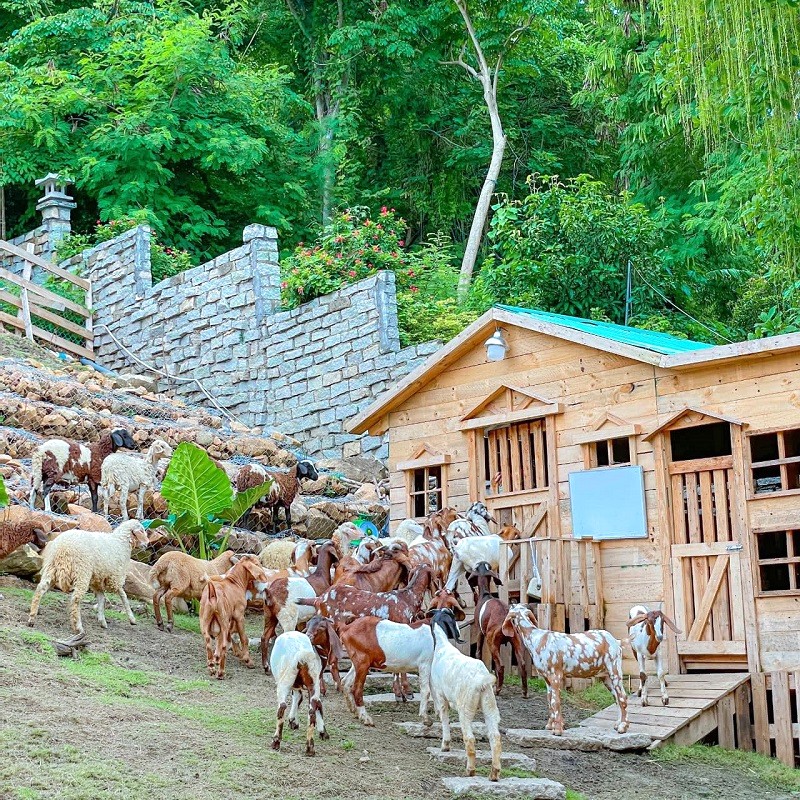 Ulala Farm: Nông trại biển Vũng Tàu, vui chơi cùng thú cưng.