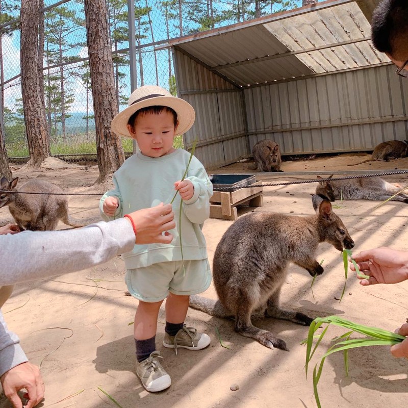 Du lịch Đà Lạt: Khám phá Zoodoo, chạm sờ động vật dễ thương.