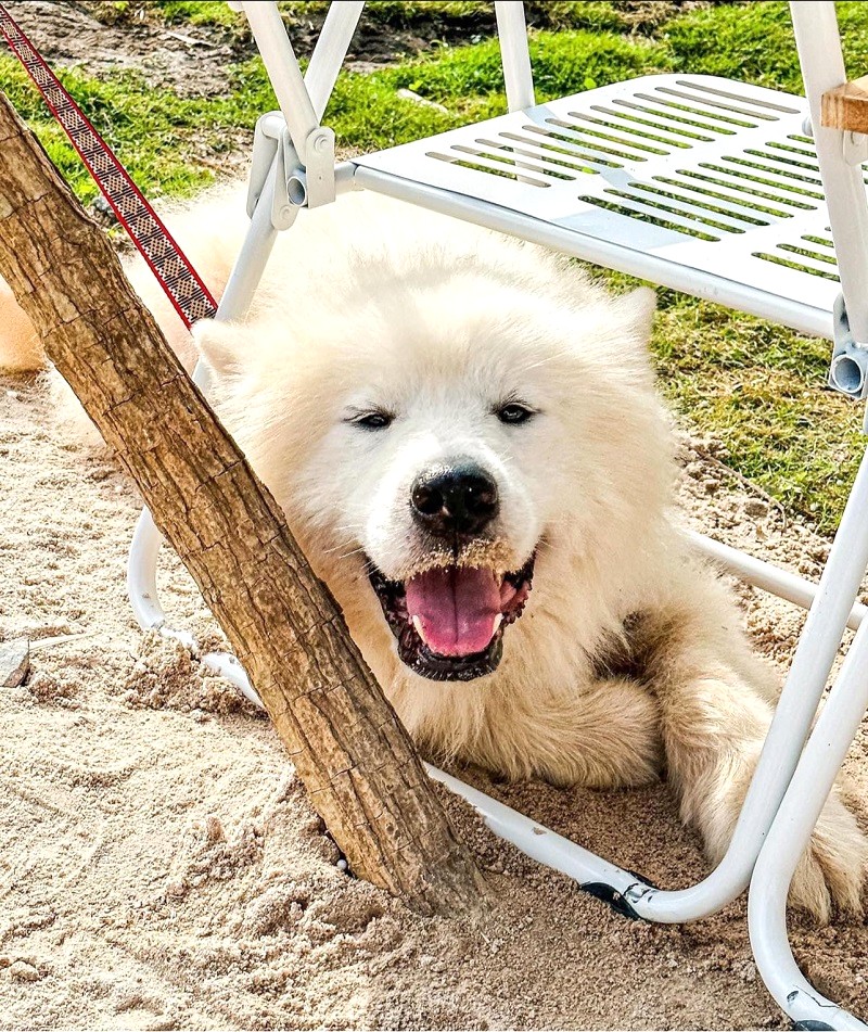 Nông trại có những chú chó hiền, thích chơi với khách.