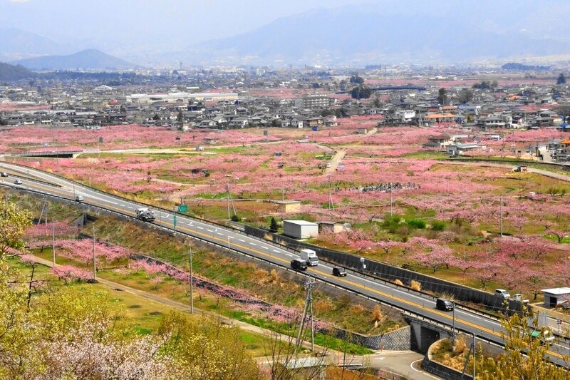 Yamanashi: Xuân sắc tuyệt vời.