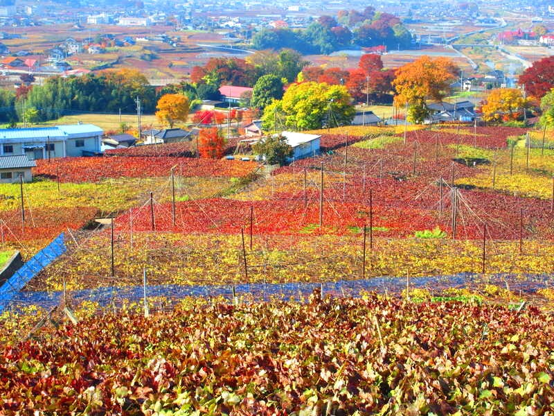 Yamanashi, với khí hậu lý tưởng và nguồn nước tinh khiết, là nơi sản xuất rượu vang tuyệt vời.