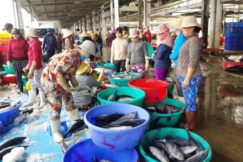 Nha Trang: Chợ cá sầm uất, nhịp sống biển hối hả, trải nghiệm khó quên!