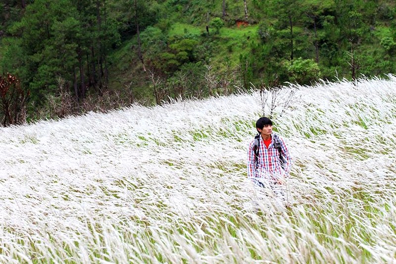 Mùa cỏ lau Đà Lạt vào tháng Năm