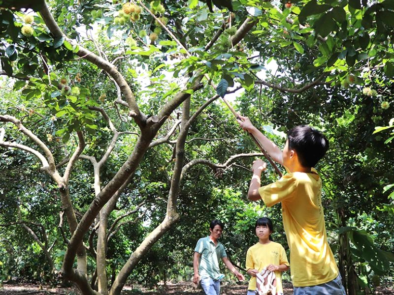 Hái trái cây tại vườn Hòa Khánh, thú vị! (Ảnh: Báo Đồng Nai)