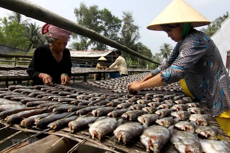 Cá bổi U Minh Cà Mau: Đặc sản với bí quyết chế biến độc đáo.