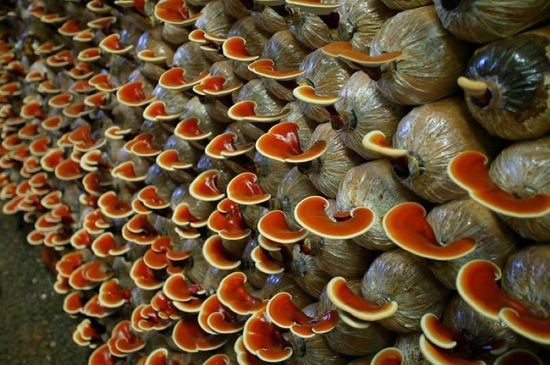 Nông trại Xanh: Trải nghiệm thu hoạch nấm sạch, từ vườn đến bàn ăn. 🍄