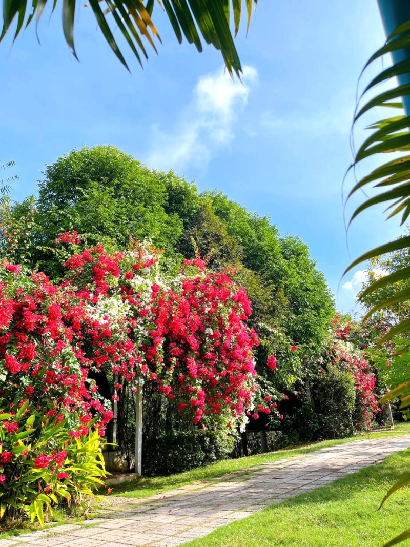 Sắc hoa rực rỡ trong khuôn viên Thảo Thiện Garden.