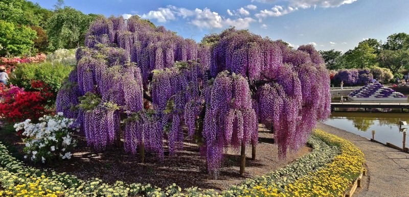 Tử đằng cổ thụ Ashikaga Flower Park