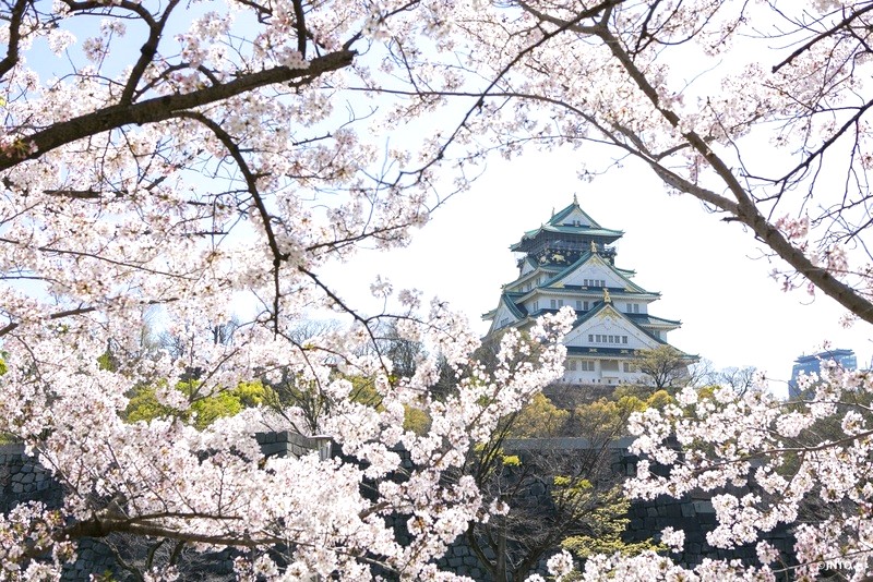 Lâu đài Osaka mở cửa muộn hơn vào mùa hoa anh đào.