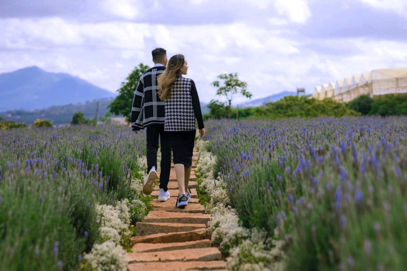 Bụi lavender tím ngát, thơm nồng. (40 ký tự)