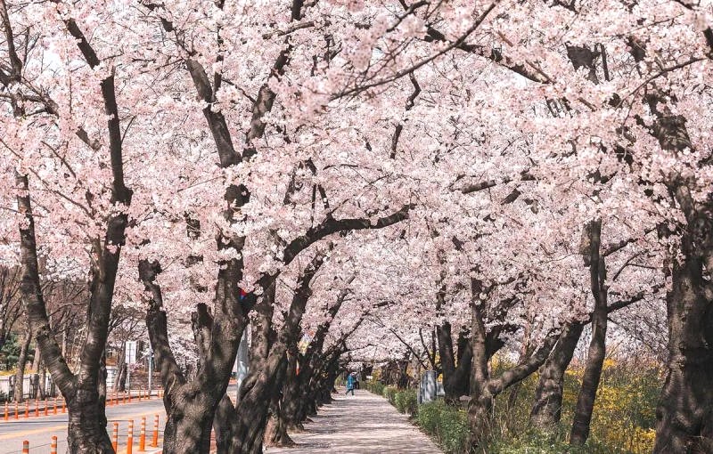 Mùa hoa anh đào Yeouido thu hút du khách khắp nơi.