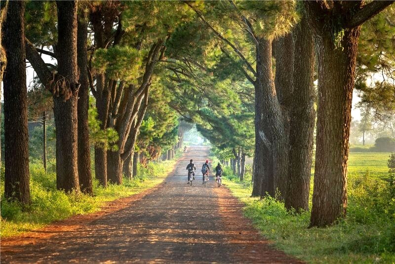 Hàng thông trăm tuổi, điểm đến gần Pleiku.