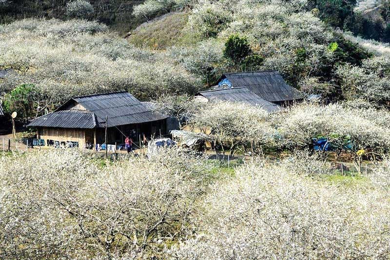 Hoa mận trắng xóa thung lũng Nà Ka mùa xuân.