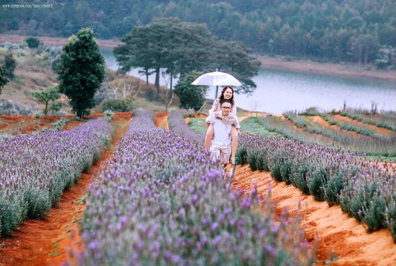 Cánh đồng Lavender thơ mộng, điểm hẹn lý tưởng cho các cặp đôi. (Ảnh: truc.nguyen.1)