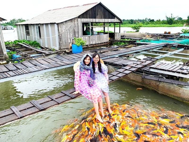 Bè cá Koi nhà chú Bảy Bon