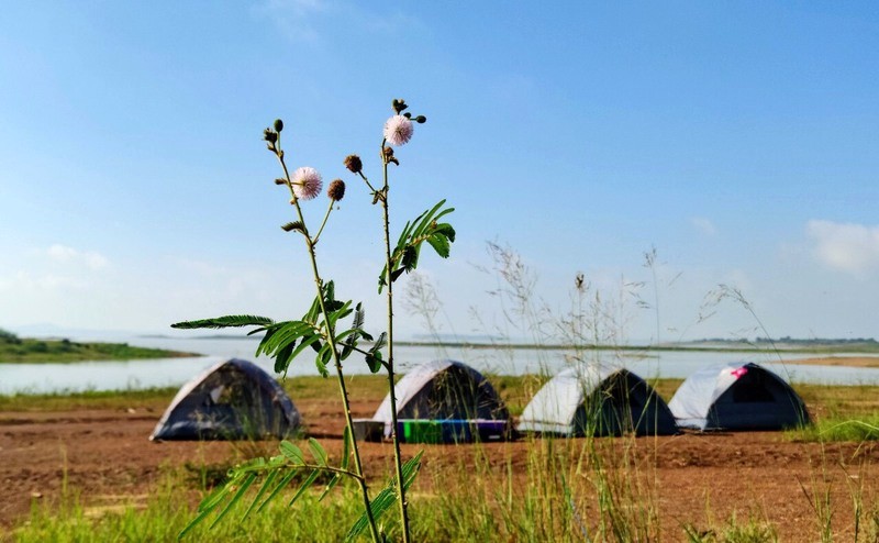 Lành Farm: Điểm cắm trại lý tưởng cho gia đình có trẻ nhỏ.