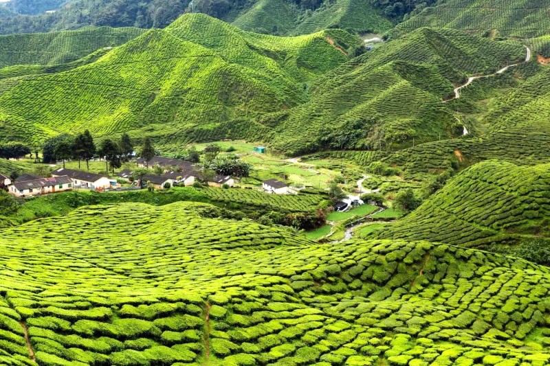 Cao nguyên Cameron: Thơ mộng, thanh bình, tìm về sự thư thái.