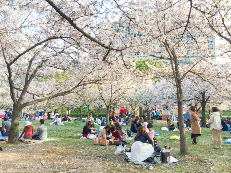 Du khách nô nức ngắm hoa anh đào ở công viên Osaka.