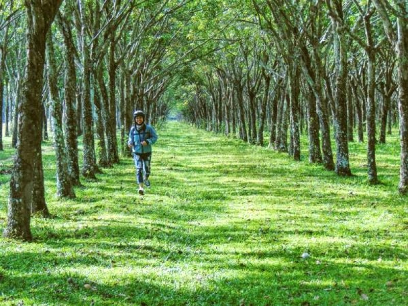 Rừng cao su thơ mộng trên hành trình Vũng Tàu.