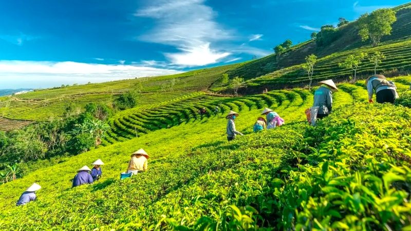 Cầu Đất Farm: Nơi vun trồng trà ngon.